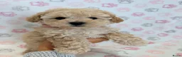 Maltipoo dogs for sale: Beautiful health tested happy Maltipoo puppys  - Advert 2