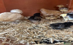 Chickens poultry for sale: week old chicks  - Image 4