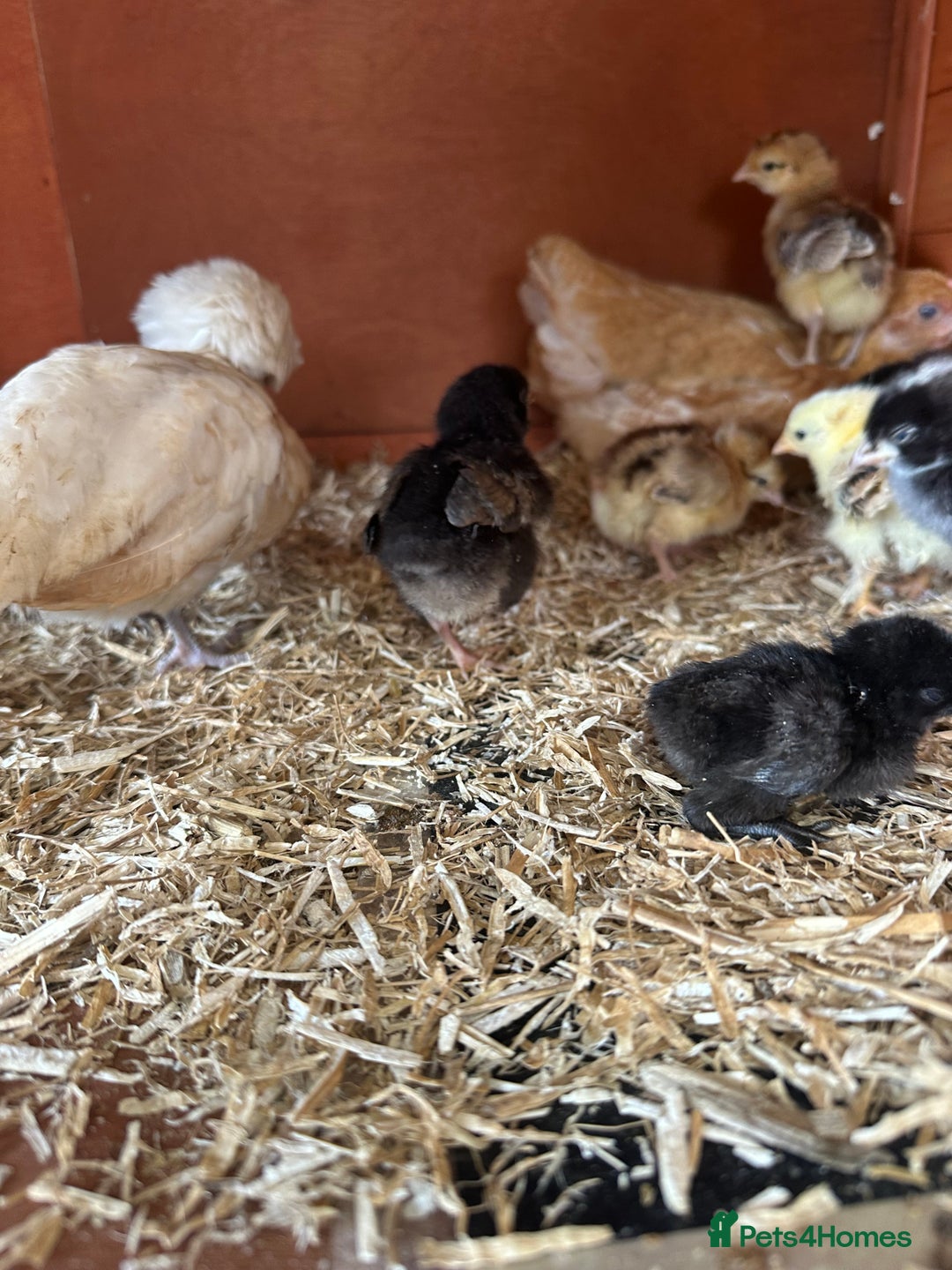 Chickens poultry for sale: week old chicks  - Image 4