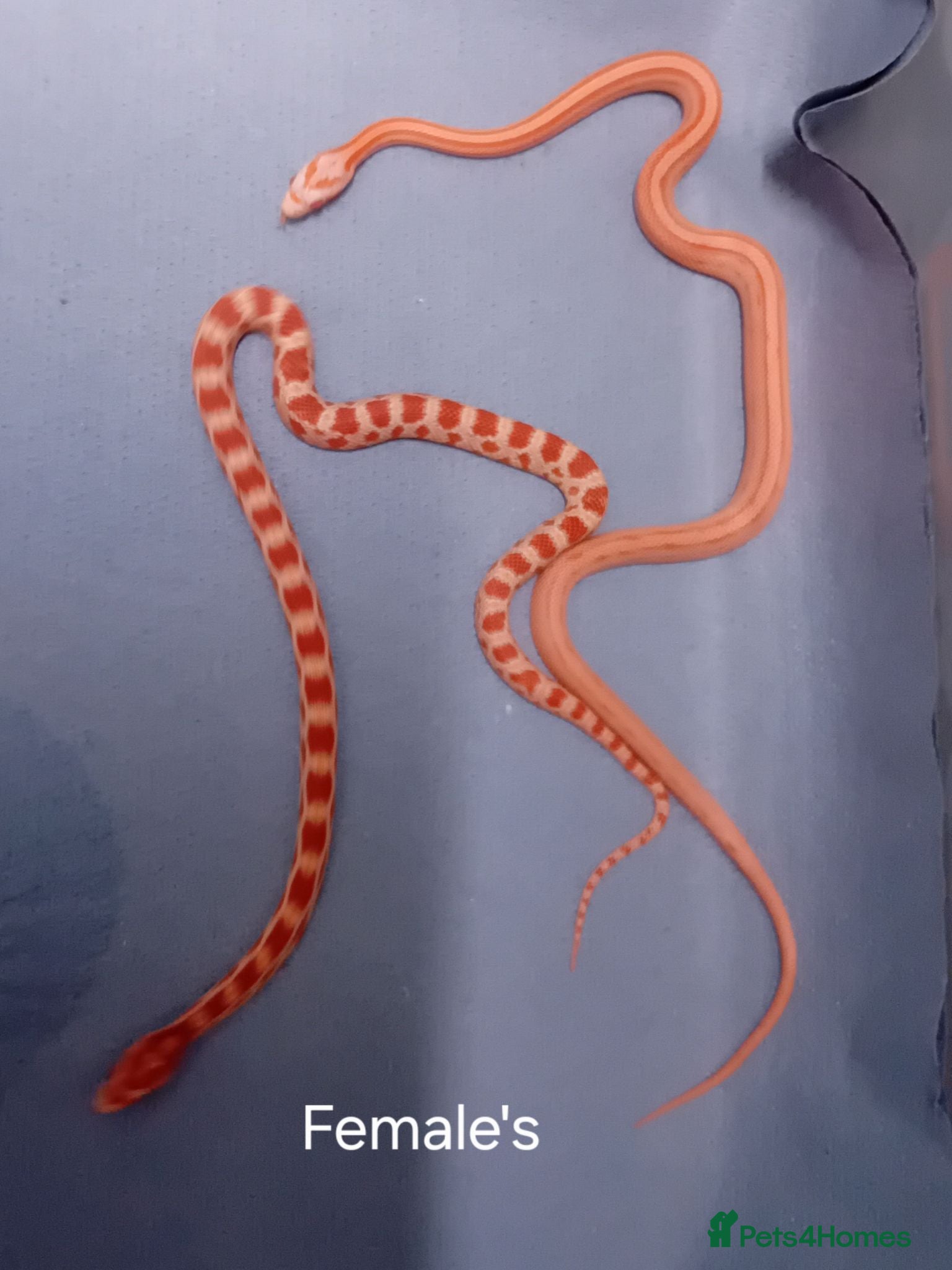 Corn Snake reptiles Corn snake morphs  - Advert 1