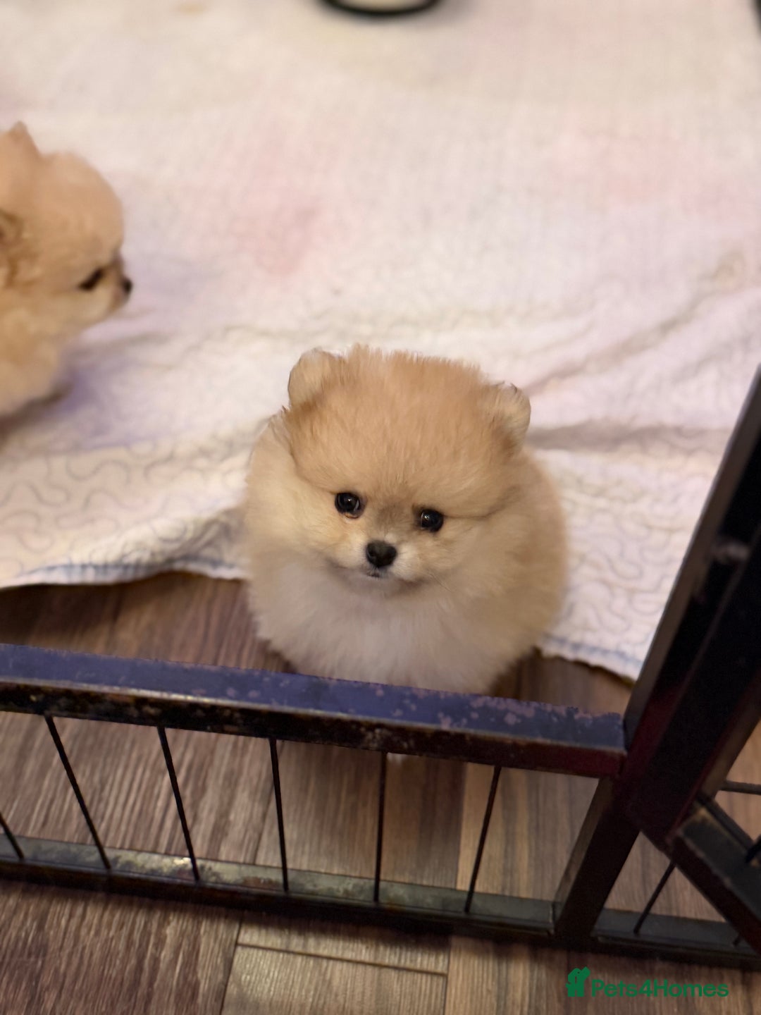 Pomeranian dogs for sale: Beautiful Pomeranian Puppies – Ready Now - Advert 8