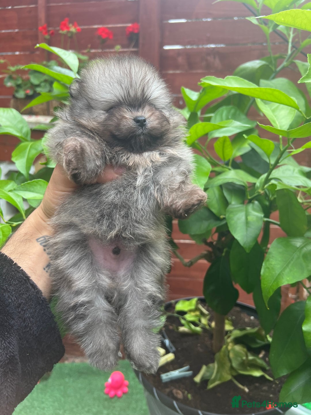 Pomeranian dogs for sale: Pomeranian toy  - Image 29