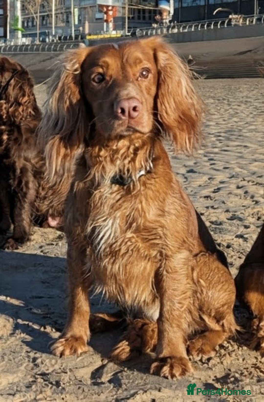 Cocker Spaniel dogs for sale: Cocker Spaniel Red Male - Advert 3