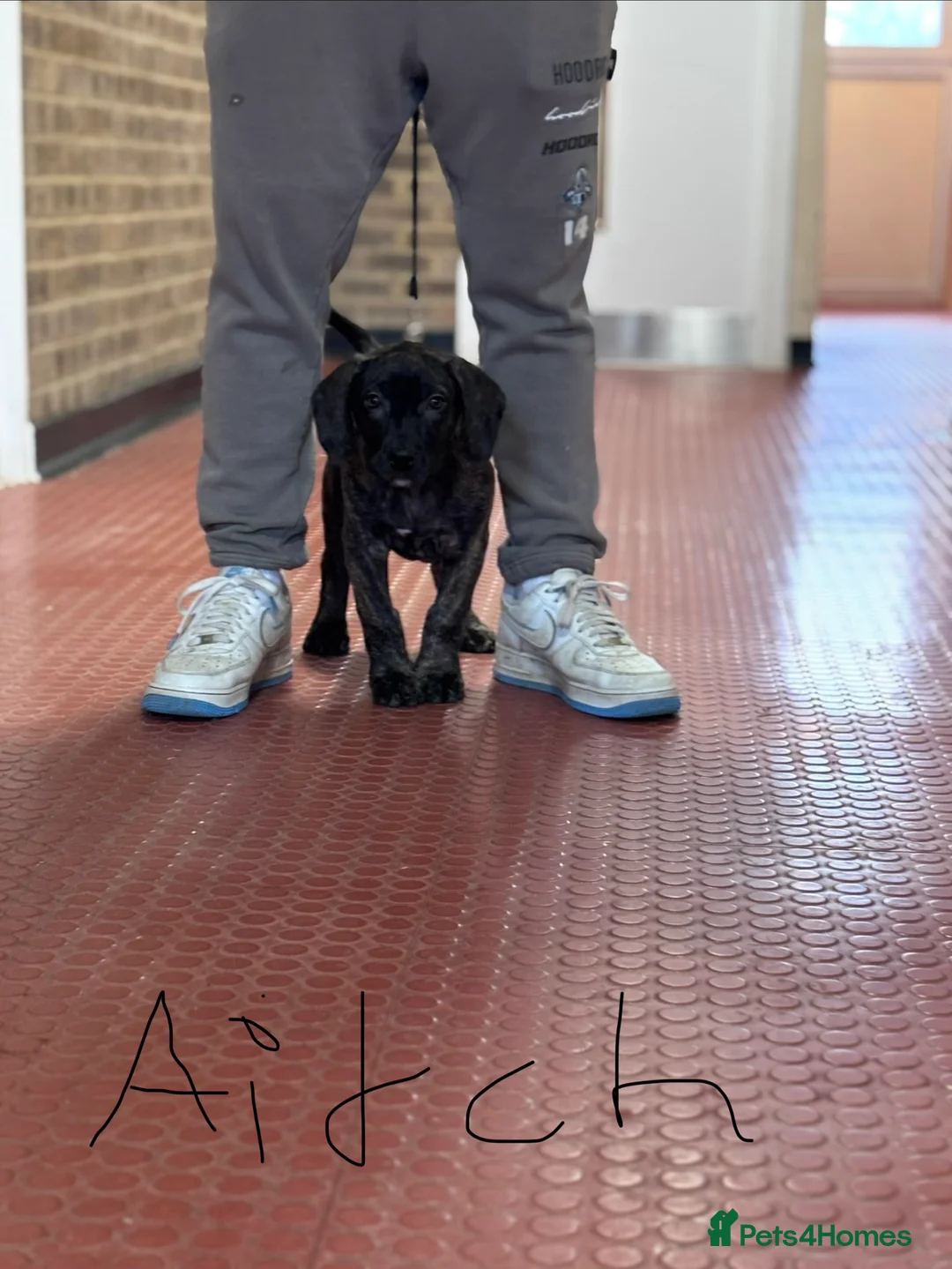 Presa Canario dogs for sale: Presa Canario Puppies  - Advert 2