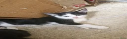 Domestic Shorthair cats for sale: Black kittens & black and white kittens - Advert 6