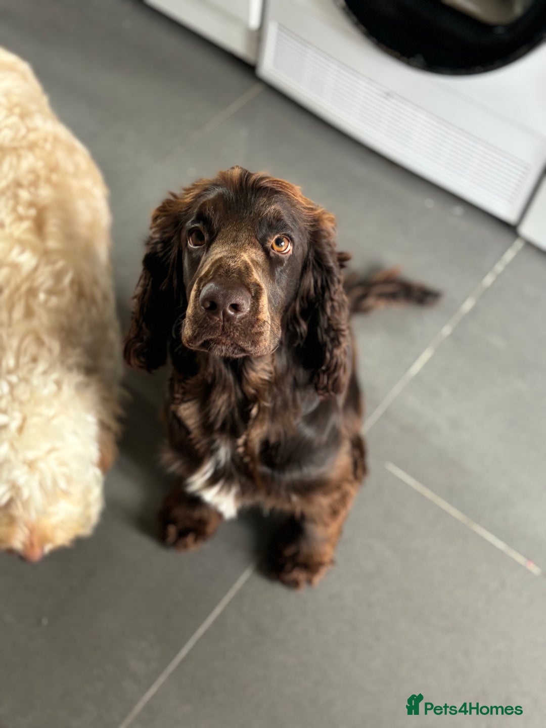 Cockapoo dogs for sale: OUTSTANDING F1B COCKAPOOS ❤️READY NOW 🏠 - Image 11