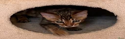 Bengal cats for sale: Male Bengal Kittens for sale - Advert 16