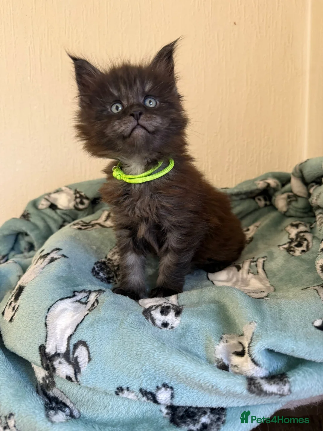 Maine Coon cats for sale: Pedigree Tica Russian Import line Maine Coons - Advert 24