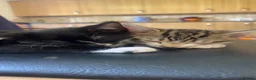 Mixed Breed cats for sale: 4 beautiful little girls ready to leave  - Advert 7