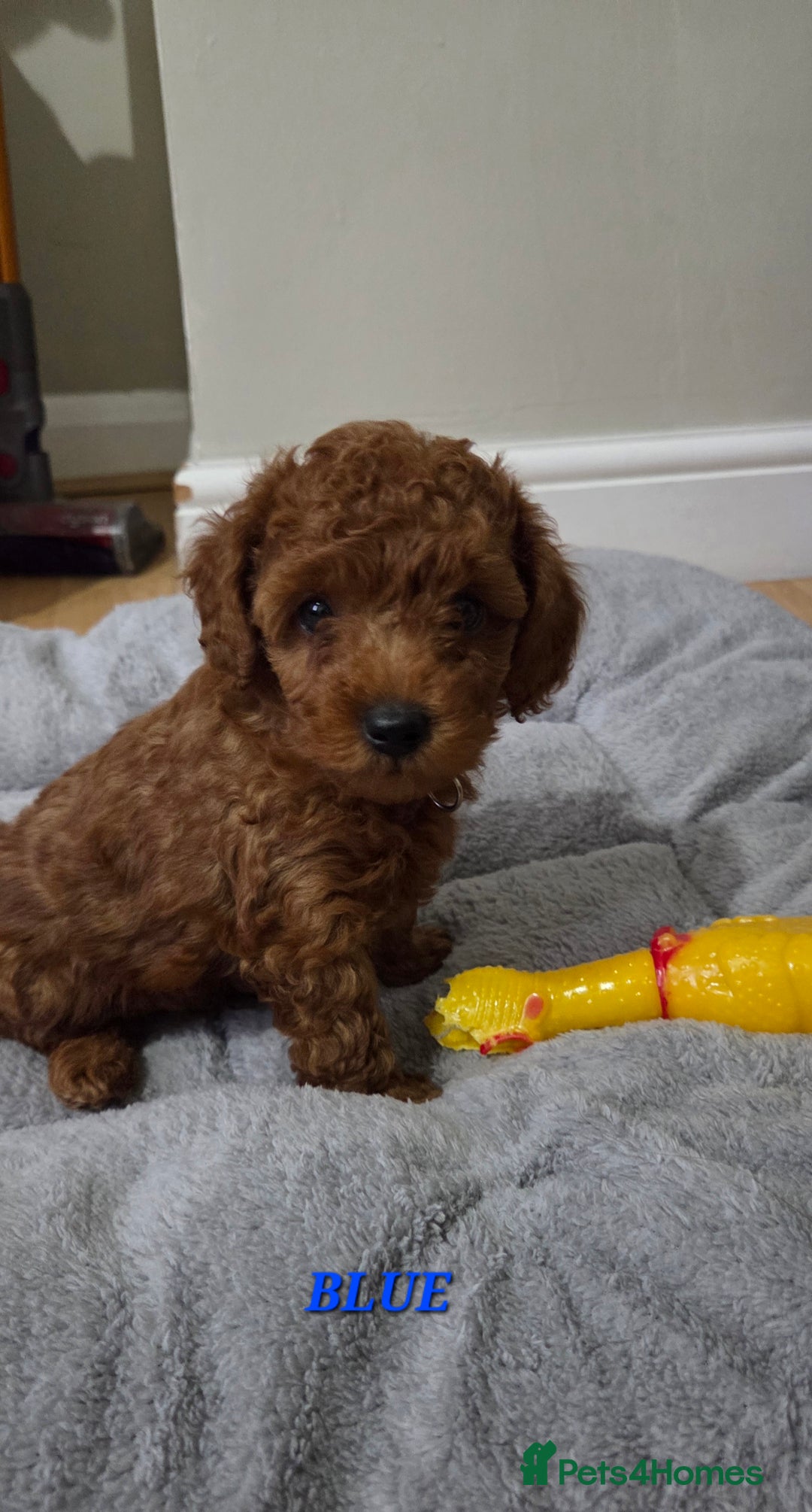 Mixed Breed dogs for sale: Toy / Aisan Poodle, Red Puppies - Advert 7