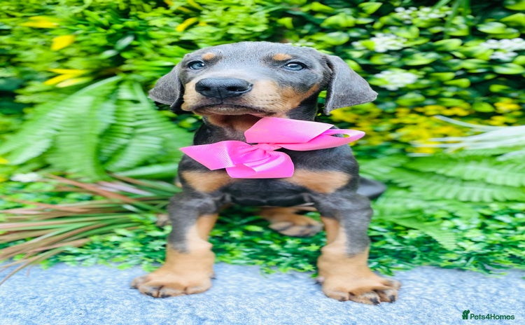 Dobermann dogs - Advert 8