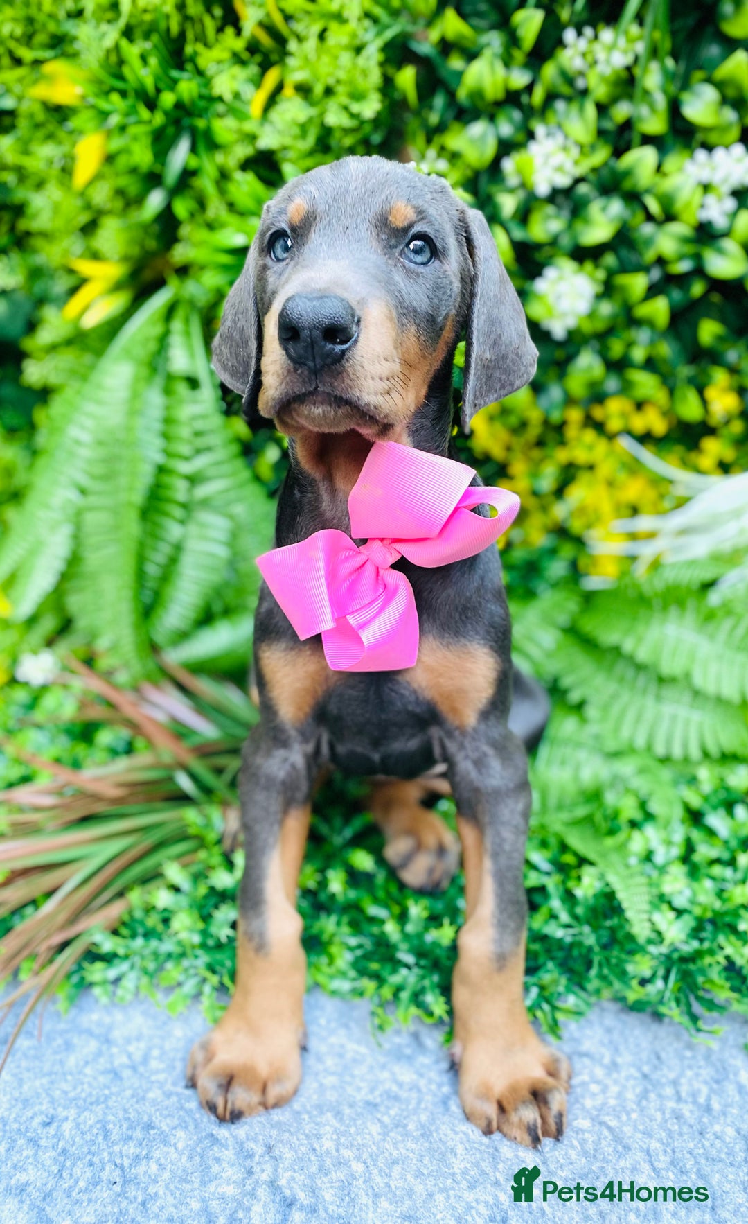 Collie Doberman Puppy Black And Brown Doberman Border Collie