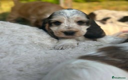 Cocker Spaniel dogs for sale: STUNNING Rizi Bizi sired Cocker puppies DNA Tested - Image 19