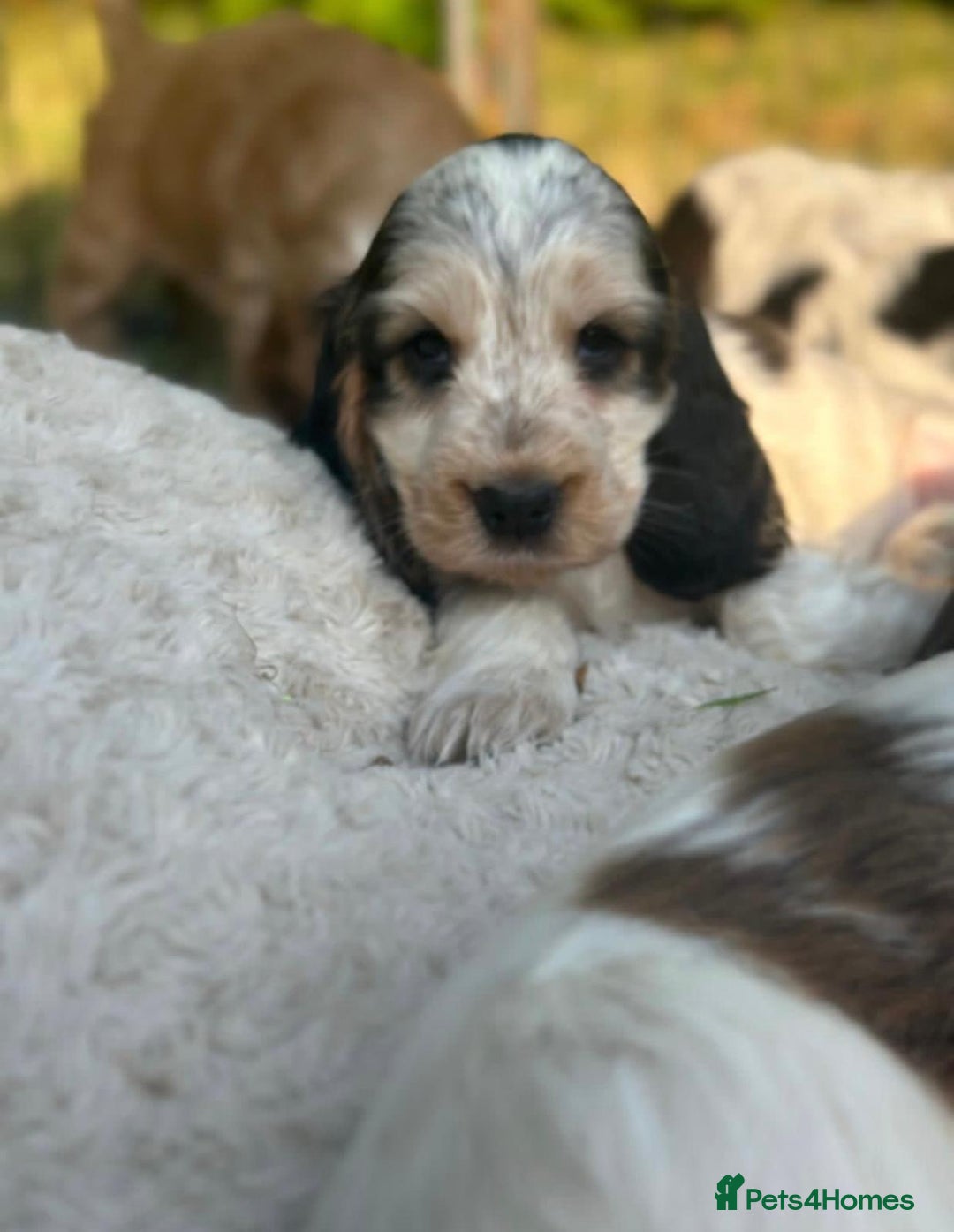Cocker Spaniel dogs for sale: STUNNING Rizi Bizi sired Cocker puppies DNA Tested - Image 19