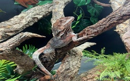 Lizard reptiles for sale: Male Frilled Dragon - Image 4
