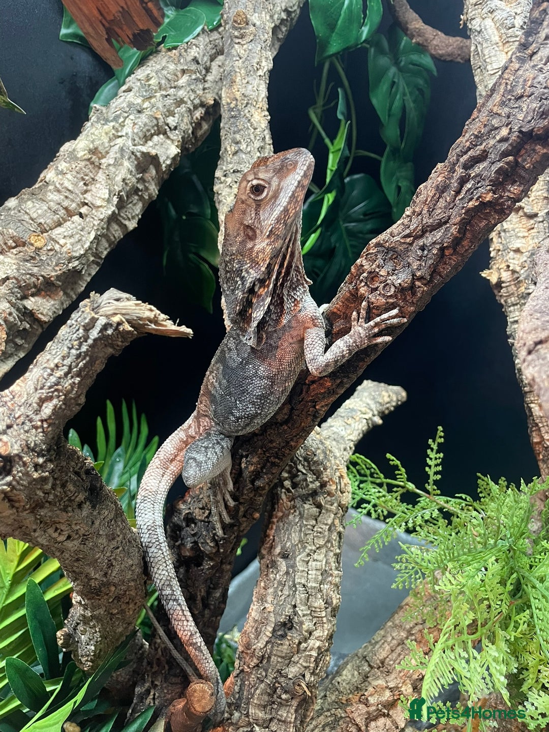 Lizard reptiles for sale: Male Frilled Dragon - Image 4