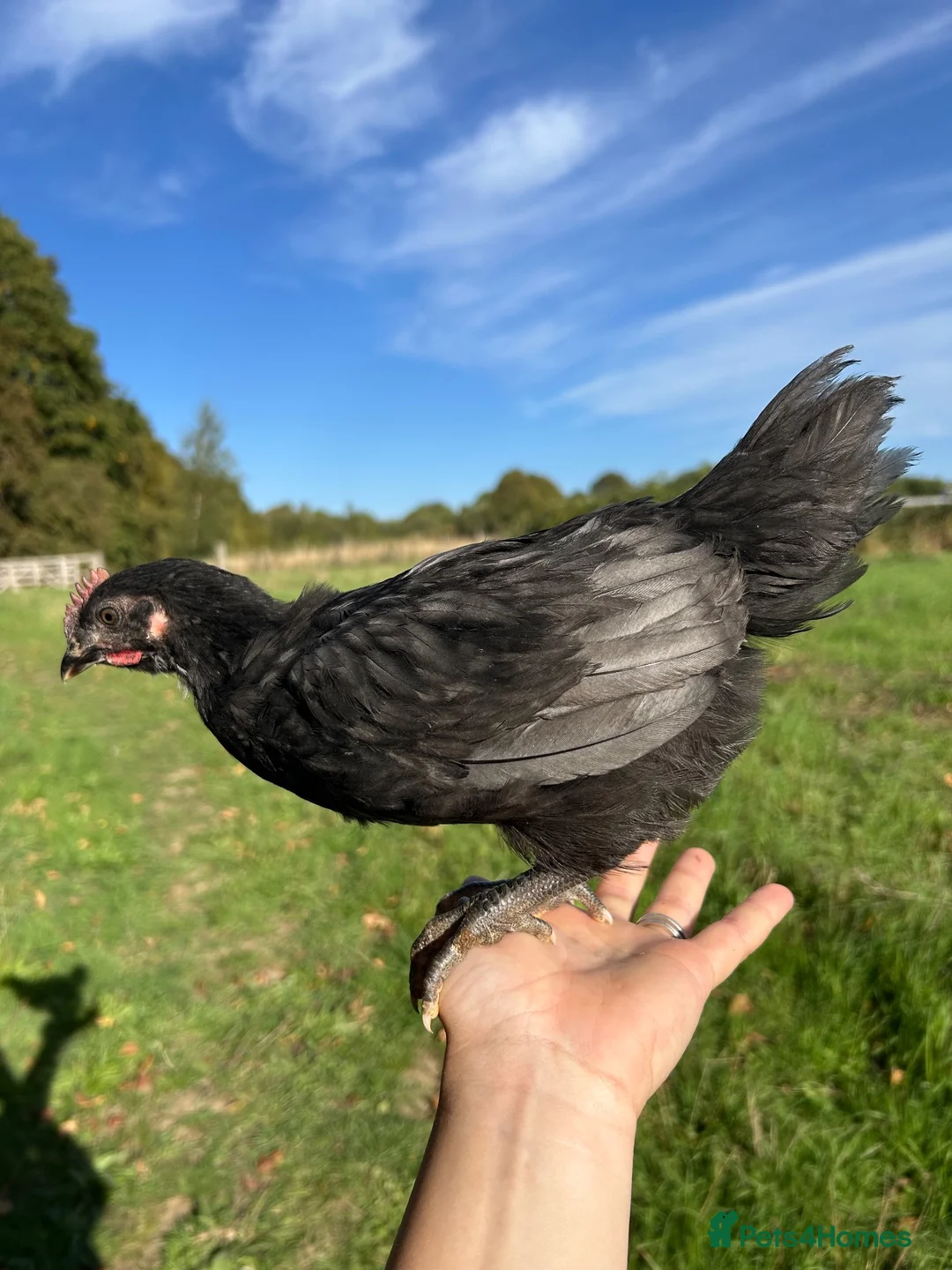 Chickens poultry for sale: Bluebell chick rooster  in Kettering - Advert 3