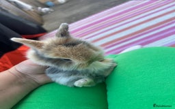 Mini Lion Lop rabbits for sale: 4x mini lop bunnies  - Image 16