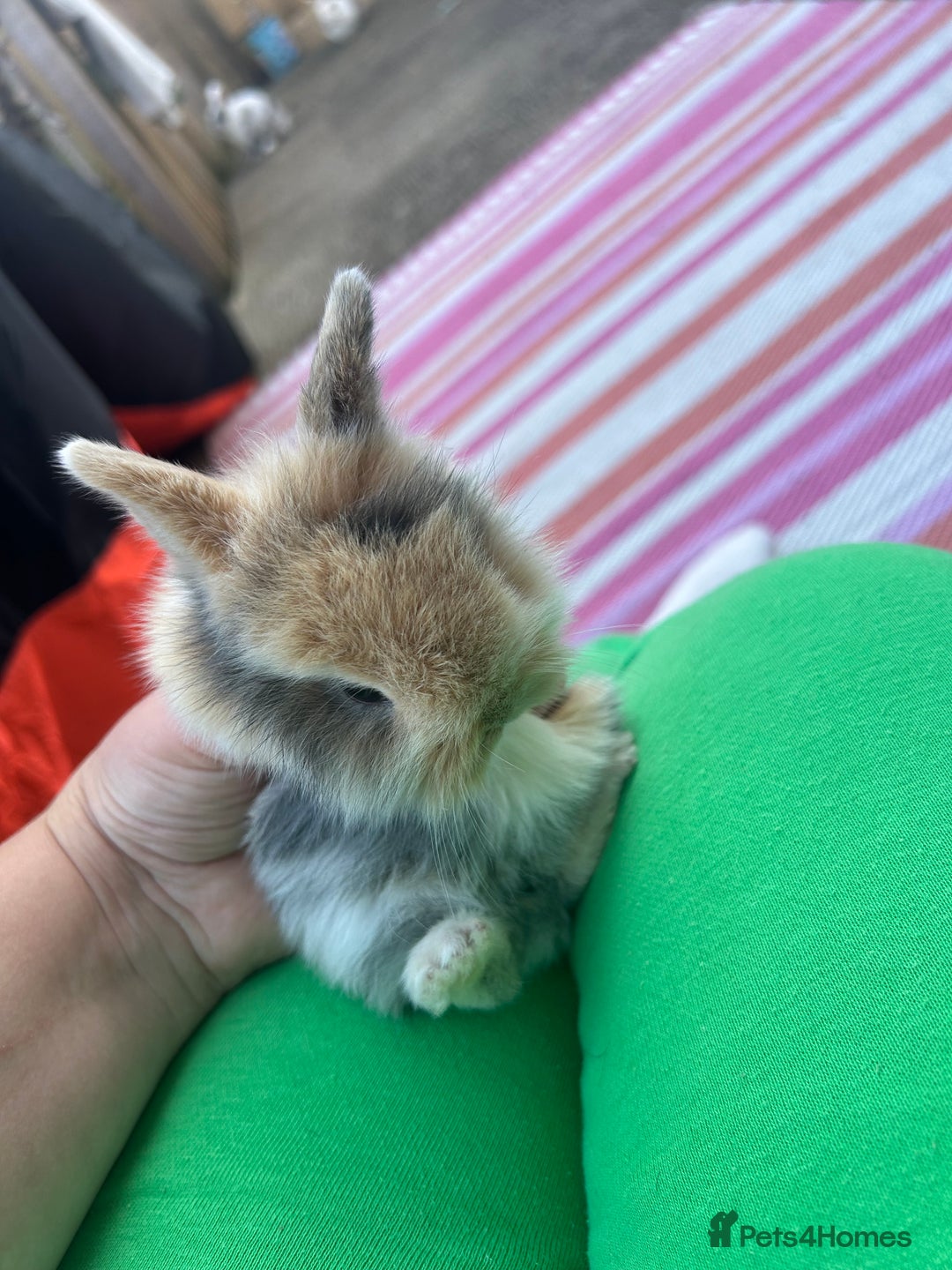 Mini Lion Lop rabbits for sale: 4x mini lop bunnies  - Image 16