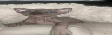 Sphynx Kitten 1