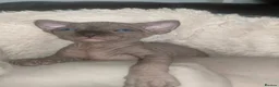 Sphynx cats for sale: Kittens with a sky blue eyes for sale - Advert 11