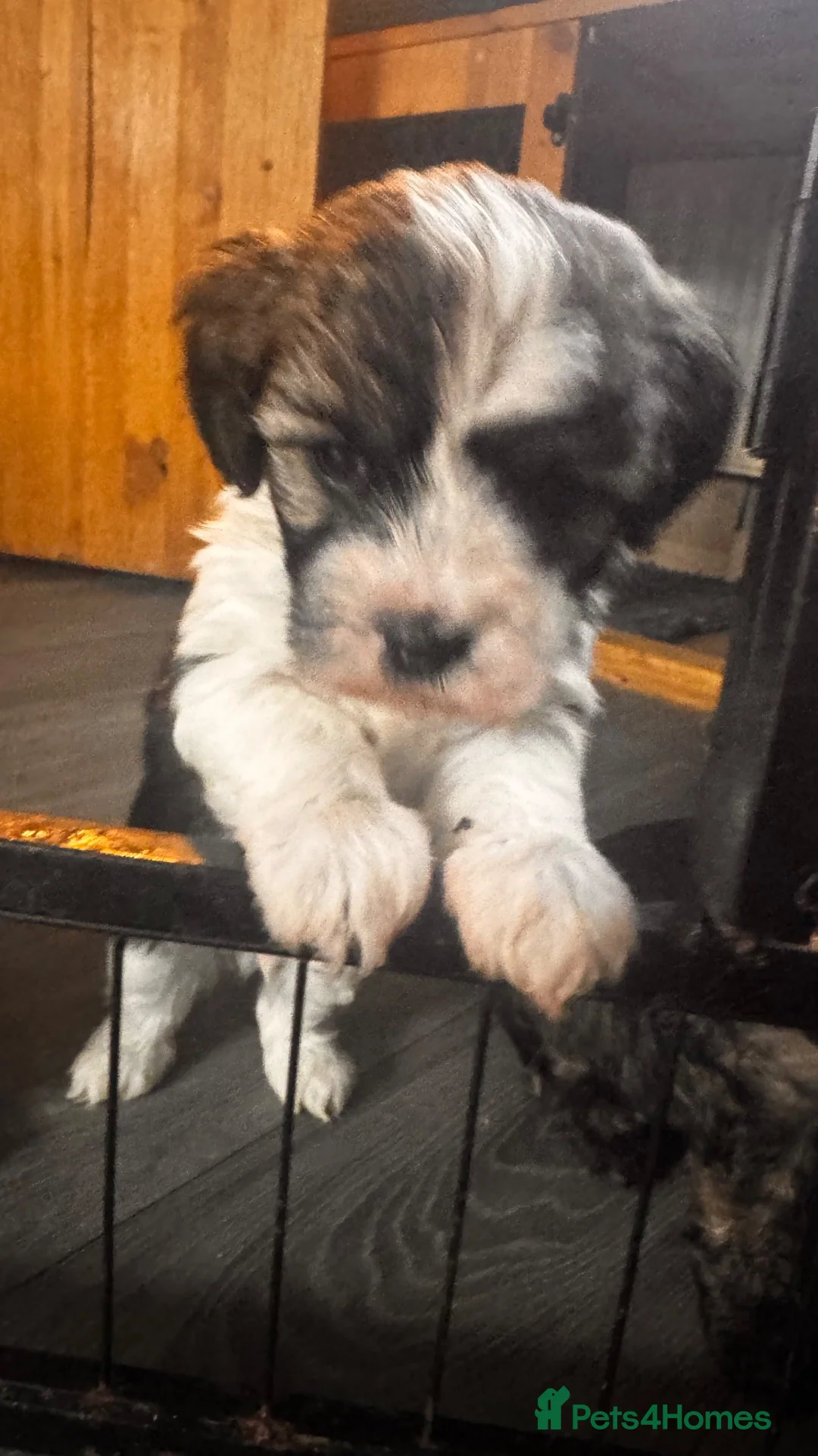 Yorkiepoo dogs for sale: Beautiful yorkipoo’s  - Advert 31