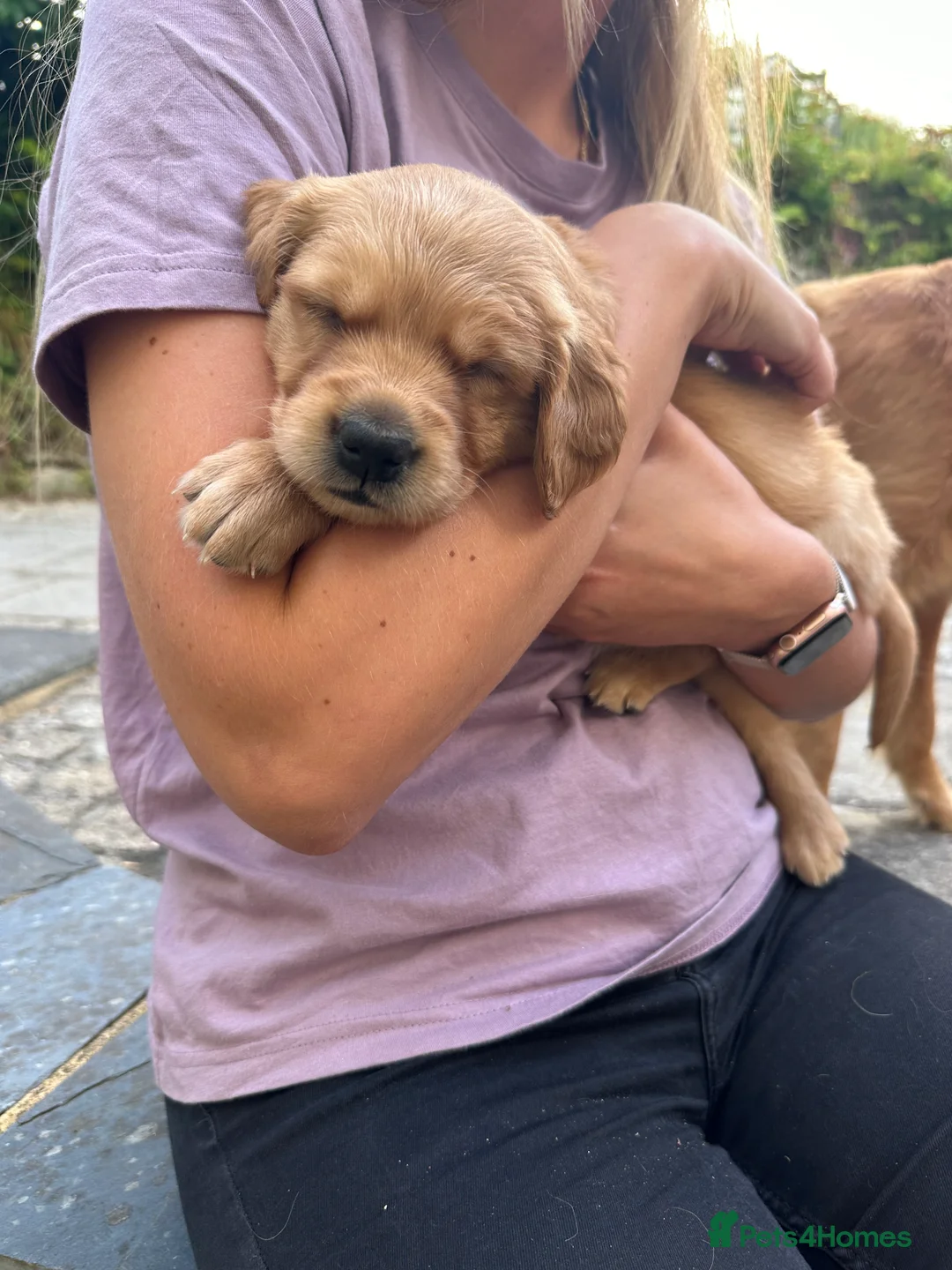 Golden Retriever dogs for stud: PROVEN & HEALTH TESTED Dark Red KC Retriever Stud - Advert 18