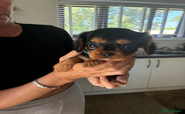 Cavalier King Charles Spaniel dogs - Advert 3