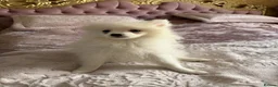 Pomeranian dogs for sale: Pomeranian puppies - Advert 1