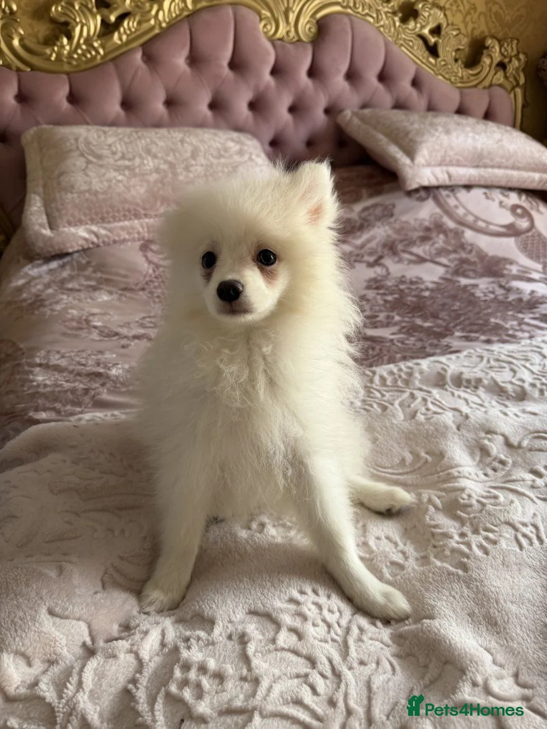 Pomeranian dogs for sale: Pomeranian puppies - Advert 1
