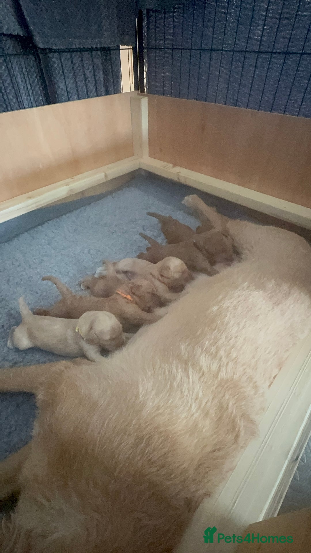 Labradoodle dogs for sale: F1b Labradoodle puppies - Image 7