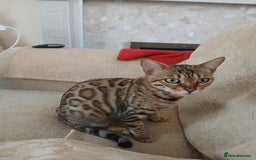 Bengal cats for sale: TICA Female Bengal HCM Tested Clear, Health-tested - Image 4