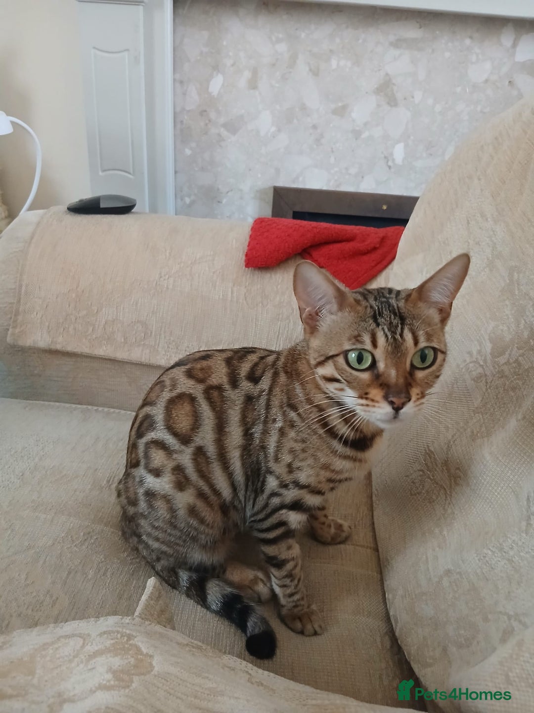 Bengal cats for sale: TICA Female Bengal HCM Tested Clear, Health-tested - Image 4