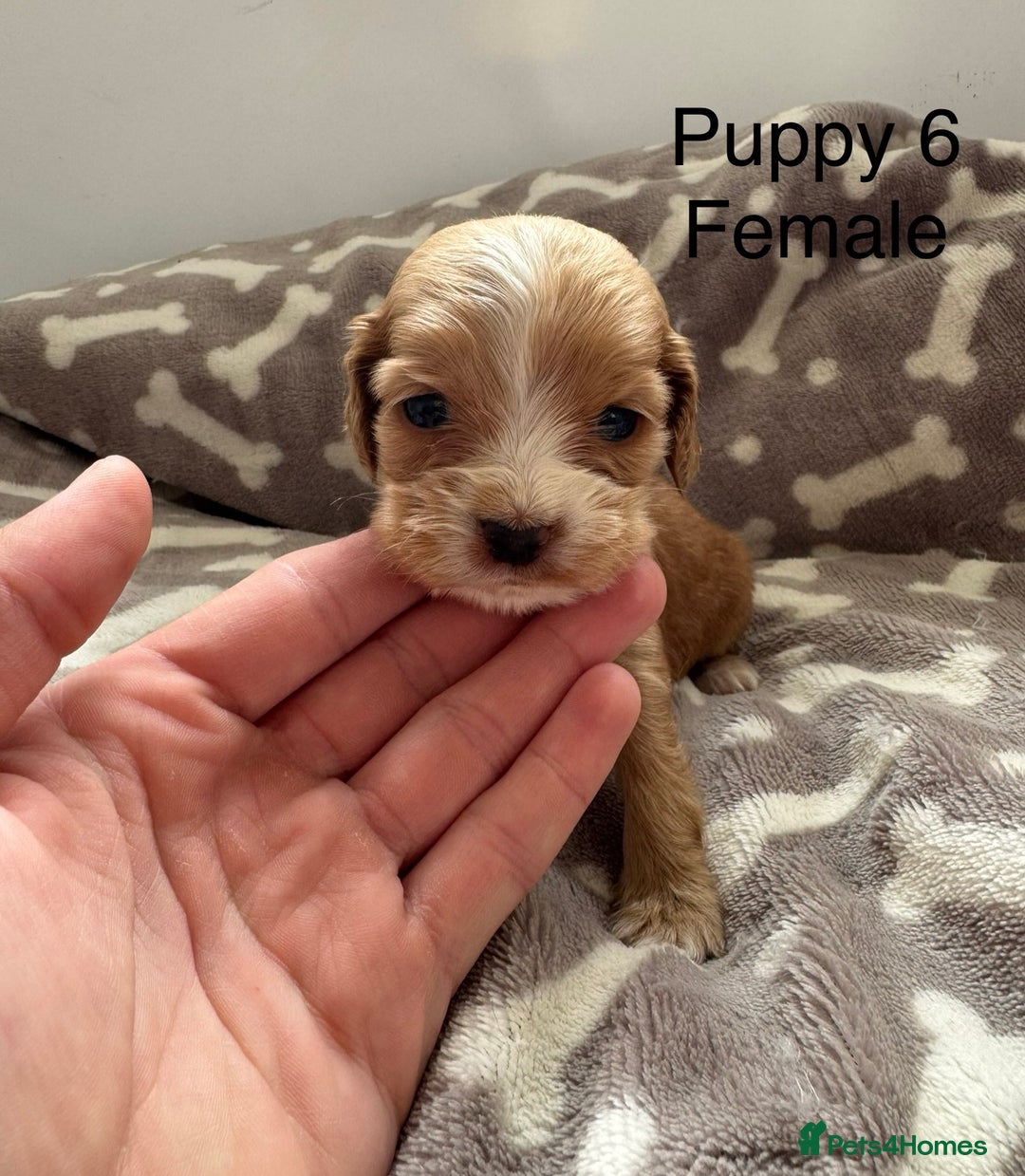 Cocker Spaniel dogs for sale: 🐾⭐️Exceptional ShowType Cocker Spaniel Puppys🐾⭐️ - Image 17