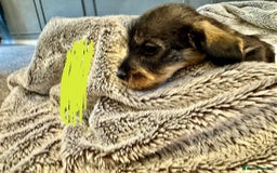Dachshund dogs for sale: wirehaired dachshunds (teckels) - Image 9