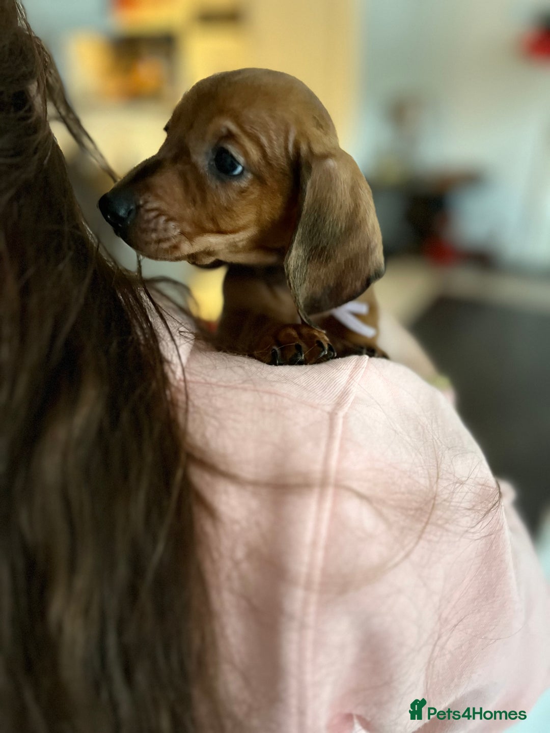 Dachshund dogs for sale: Dachshunds puppies  - Advert 9