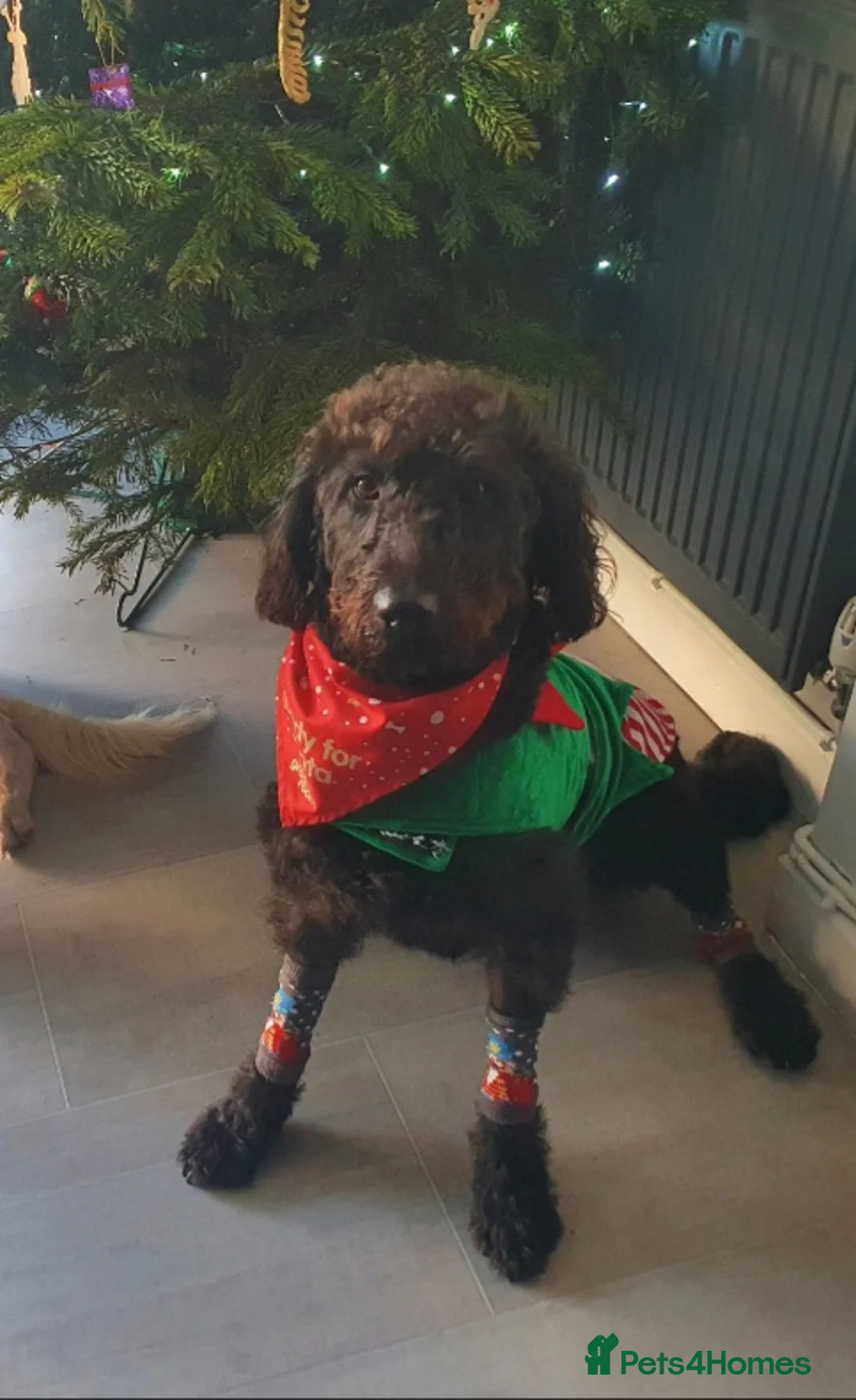 Labradoodle dogs for sale: F1B Standard Labradoodle  - Advert 2