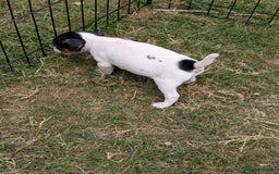 Jack Russell dogs for sale: Jack Russell puppys - Image 4