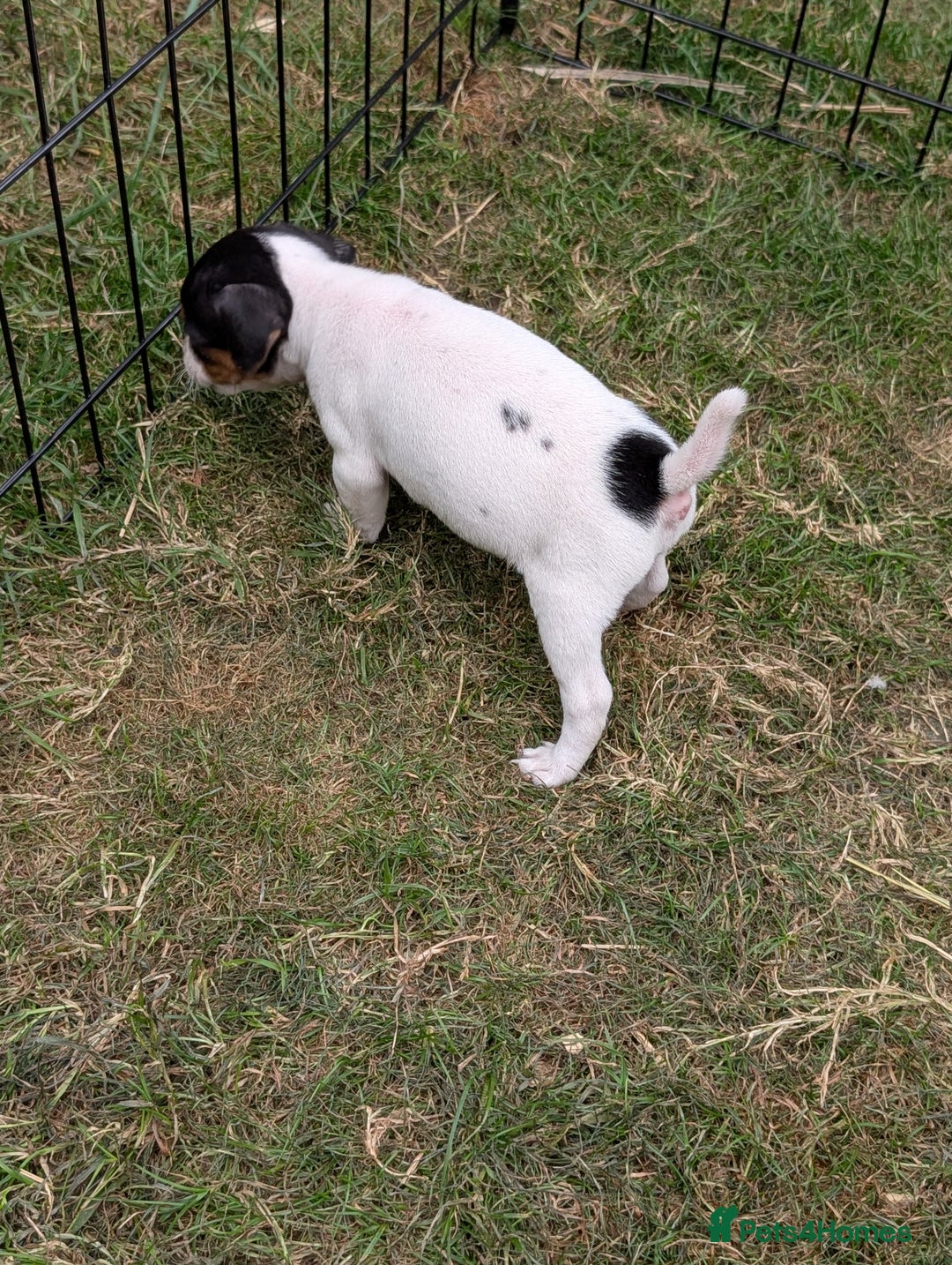 Jack Russell dogs for sale: Jack Russell puppys - Image 4