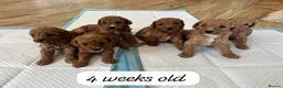 Cockapoo dogs for sale: Beautiful litter of Cockapoos for sale  in Maidstone - Advert 2