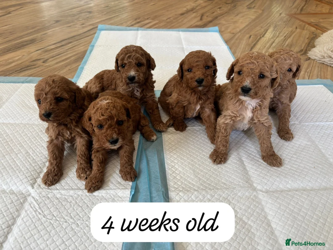 Cockapoo dogs for sale: Beautiful litter of Cockapoos for sale  in Maidstone - Advert 2