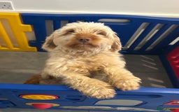 Cockapoo dogs for sale: Cockapoo puppies - Image 10