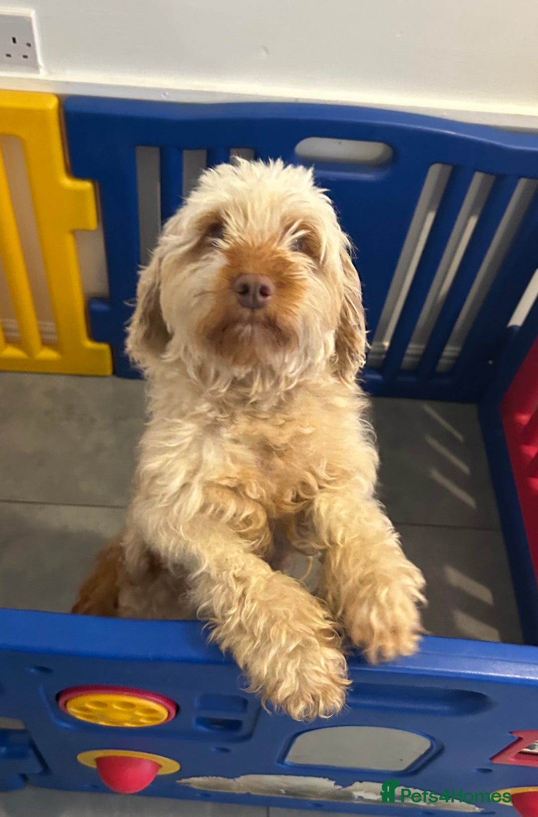 Cockapoo dogs for sale: Cockapoo puppies - Image 10