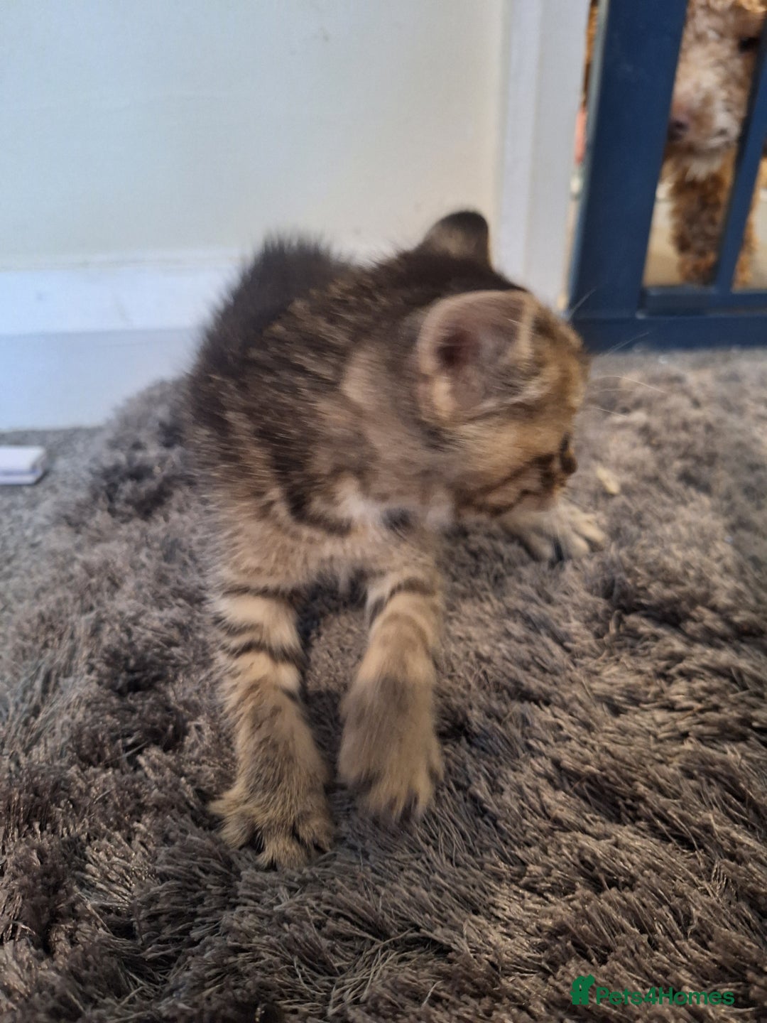 Mixed Breed cats for sale: Mix breed kittens, 1/4 ragdoll  - Advert 34