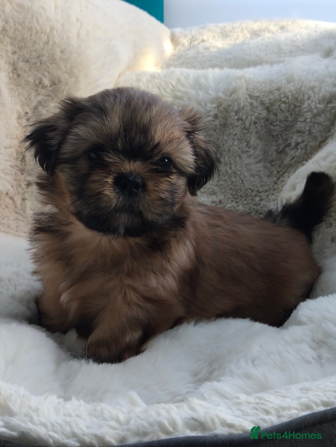 Shih Tzu dogs for sale: SHIH TZU STANDARD - PURE BREED  - Advert 11