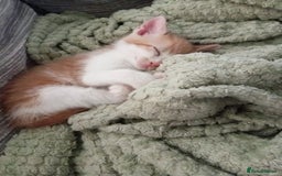 Mixed Breed cats for sale: Beautiful ginger and calico kittens - Image 1