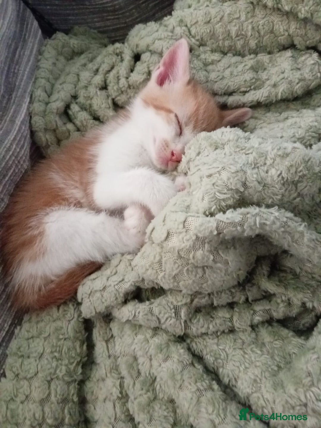 Mixed Breed cats for sale: Beautiful ginger and calico kittens - Image 1
