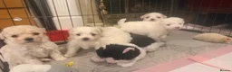 Bichon Frise dogs for sale: Beautiful Bichon Frise Puppies in Luton - Advert 12