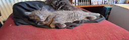 Mixed Breed cats for sale: Gorgeous Semi-Longhair Fluffy Grey Kittens in Southampton - Advert 2