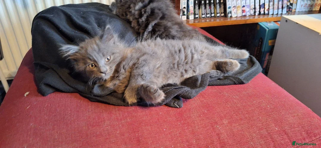 Mixed Breed cats for sale: Gorgeous Semi-Longhair Fluffy Grey Kittens in Southampton - Advert 2